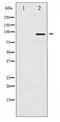 Nibrin antibody, LS-C417338, Lifespan Biosciences, Western Blot image 