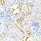 Cystatin S antibody, 23-410, ProSci, Immunohistochemistry frozen image 