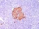 Insulin antibody, NBP2-45104, Novus Biologicals, Immunohistochemistry frozen image 