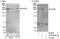 Tubulin Gamma Complex Associated Protein 6 antibody, A302-662A, Bethyl Labs, Western Blot image 