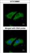 Serine/Threonine Kinase 33 antibody, GTX108881, GeneTex, Immunocytochemistry image 