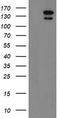 ATP/GTP Binding Protein 1 antibody, LS-C336935, Lifespan Biosciences, Western Blot image 