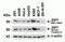 Solute Carrier Family 39 Member 7 antibody, NBP1-76504, Novus Biologicals, Western Blot image 