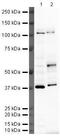 MAF BZIP Transcription Factor B antibody, PA5-19805, Invitrogen Antibodies, Western Blot image 