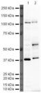 MAF BZIP Transcription Factor B antibody, PA5-19805, Invitrogen Antibodies, Western Blot image 