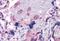 VPS29 Retromer Complex Component antibody, NB100-41109, Novus Biologicals, Immunohistochemistry paraffin image 