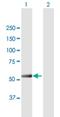 Interferon Induced Protein With Tetratricopeptide Repeats 5 antibody, H00024138-B01P, Novus Biologicals, Western Blot image 