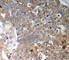 Glycogen Synthase Kinase 3 Beta antibody, AP0261, ABclonal Technology, Immunohistochemistry paraffin image 