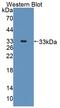 Protein Phosphatase 1 Regulatory Subunit 15A antibody, abx131496, Abbexa, Western Blot image 