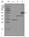 Retrotransposon-derived protein PEG10 antibody, AM06298SU-N, Origene, Western Blot image 