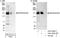 Mitogen-Activated Protein Kinase Kinase Kinase Kinase 4 antibody, A301-502A, Bethyl Labs, Western Blot image 