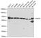 Ecto-NOX Disulfide-Thiol Exchanger 2 antibody, 22-669, ProSci, Western Blot image 
