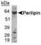 Perilipin 1 antibody, TA309806, Origene, Western Blot image 