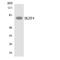 IKAROS Family Zinc Finger 4 antibody, LS-C292092, Lifespan Biosciences, Western Blot image 