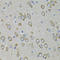 Phosphodiesterase 1B antibody, LS-C331897, Lifespan Biosciences, Immunohistochemistry frozen image 