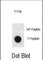 GATA Binding Protein 6 antibody, abx032023, Abbexa, Western Blot image 