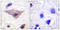 Synuclein antibody, LS-C199631, Lifespan Biosciences, Immunohistochemistry paraffin image 