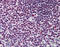 Regulator Of Chromosome Condensation 1 antibody, 51-901, ProSci, Immunohistochemistry paraffin image 