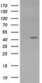 Potassium Voltage-Gated Channel Subfamily A Member Regulatory Beta Subunit 1 antibody, NBP2-45767, Novus Biologicals, Western Blot image 