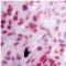 Retinoid X Receptor Gamma antibody, ab15518, Abcam, Immunohistochemistry paraffin image 