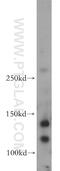 Trafficking Protein Particle Complex 9 antibody, 20176-1-AP, Proteintech Group, Western Blot image 