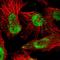 Arginine And Glutamate Rich 1 antibody, HPA056792, Atlas Antibodies, Immunofluorescence image 