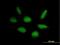 Rap Guanine Nucleotide Exchange Factor 5 antibody, H00009771-B01P, Novus Biologicals, Immunofluorescence image 