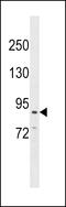 Cadherin 26 antibody, 60-778, ProSci, Western Blot image 