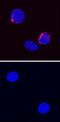 Interferon Gamma antibody, AF781, R&D Systems, Immunofluorescence image 