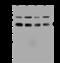 Zinc Finger Protein 24 antibody, 203819-T34, Sino Biological, Western Blot image 