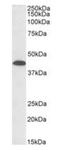 G Protein Subunit Alpha 12 antibody, orb318738, Biorbyt, Western Blot image 