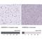 Heterogeneous Nuclear Ribonucleoprotein A0 antibody, NBP1-83240, Novus Biologicals, Immunohistochemistry paraffin image 