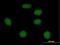 Forkhead Box I1 antibody, H00002299-B02P, Novus Biologicals, Immunofluorescence image 