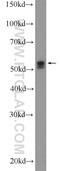 Tripartite Motif Containing 6 antibody, 11953-1-AP, Proteintech Group, Western Blot image 