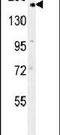 Clathrin Heavy Chain antibody, PA5-25804, Invitrogen Antibodies, Western Blot image 