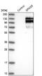 Sperm-associated antigen 5 antibody, NBP1-85262, Novus Biologicals, Western Blot image 