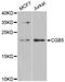 Choriogonadotropin subunit beta antibody, LS-C335677, Lifespan Biosciences, Western Blot image 