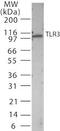Toll Like Receptor 3 antibody, PA5-23105, Invitrogen Antibodies, Western Blot image 