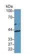 Interleukin 13 Receptor Subunit Alpha 2 antibody, LS-C294836, Lifespan Biosciences, Western Blot image 