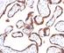  antibody, V2091SAF-100UG, NSJ Bioreagents, Immunohistochemistry frozen image 