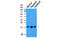 Small Ubiquitin Like Modifier 2 antibody, MBS830597, MyBioSource, Western Blot image 