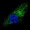 mATG9 antibody, LS-C156622, Lifespan Biosciences, Immunofluorescence image 