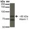 Ataxin 1 antibody, MA5-27666, Invitrogen Antibodies, Western Blot image 