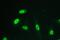 Replication Protein A1 antibody, M01317-2, Boster Biological Technology, Immunofluorescence image 