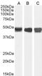 Argininosuccinate Synthase 1 antibody, LS-B3948, Lifespan Biosciences, Western Blot image 