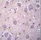 Rap1 GTPase-GDP Dissociation Stimulator 1 antibody, LS-C162439, Lifespan Biosciences, Immunohistochemistry frozen image 