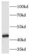 Pellino E3 Ubiquitin Protein Ligase 1 antibody, FNab06303, FineTest, Western Blot image 