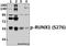 RUNX Family Transcription Factor 1 antibody, A00086S276, Boster Biological Technology, Western Blot image 