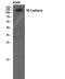 Cadherin 5 antibody, STJ96234, St John