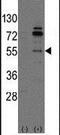 Cdc42 Guanine Nucleotide Exchange Factor 9 antibody, PA5-12281, Invitrogen Antibodies, Western Blot image 